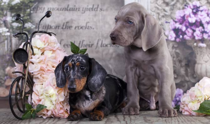 Meet Frank, A Dog’s Emotional Support Dog