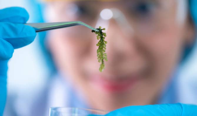 These Flip-Flops Are Made From Algae!