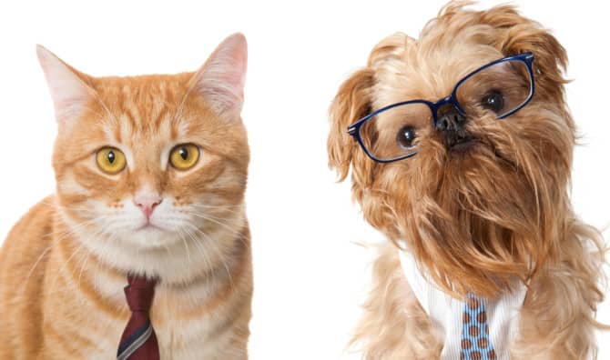 Are Dogs More Intelligent Than Cats?