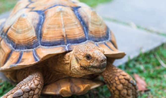 Tortoise Goes Sightseeing in Alabama