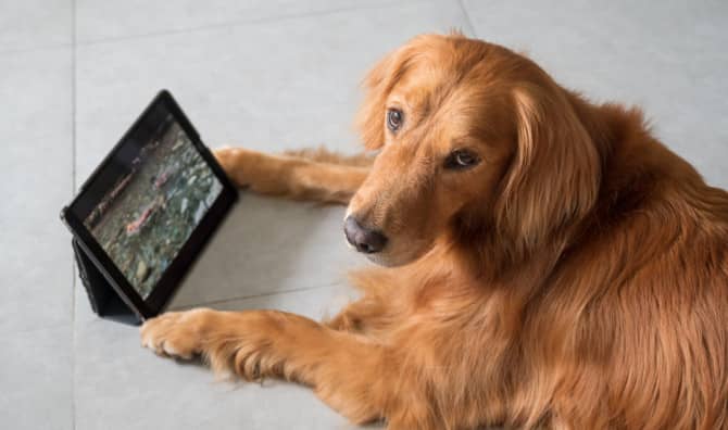 Watching Cute Animal Videos is Good for You!