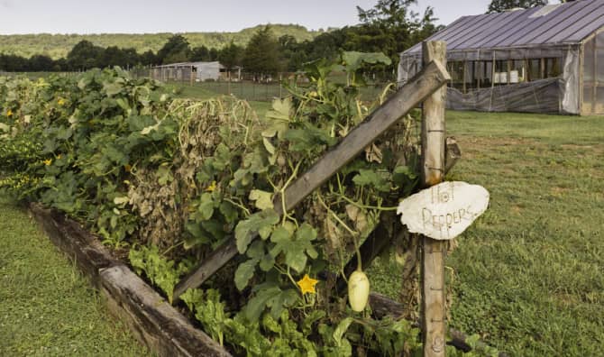 Chef Revives Ozark Cuisine Seed By Seed