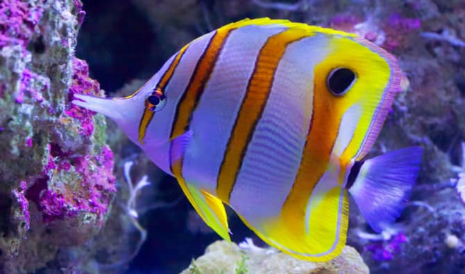 Researchers Attract Fish to Reef with Dazzling Acoustics