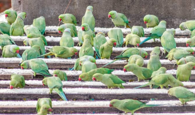 Meet the Indian Man Taking Care of 4,000 Parakeets