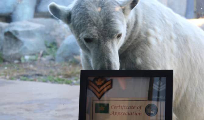 Saluting Polar Bear Juno, now a Master Corporal
