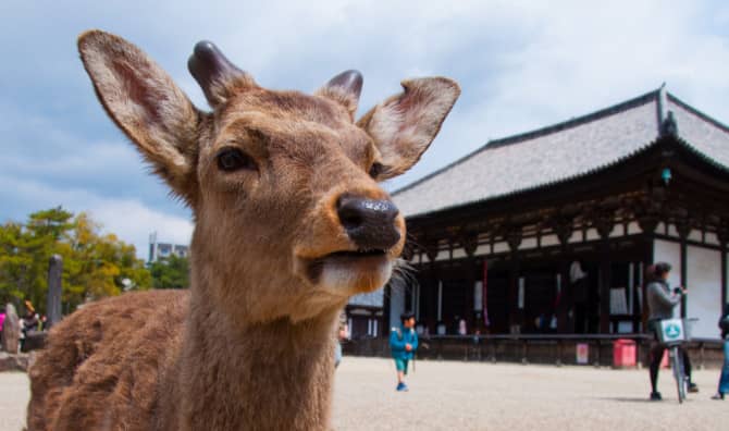Innovative Solution Saves Deer in Japan