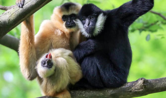Man-Made Tightrope Bridge Saves Gibbons in China