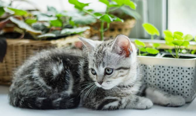 7 Houseplants That are Safe for Pets