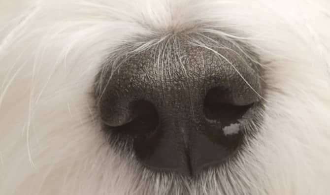 Smell: A Window Into Wellness