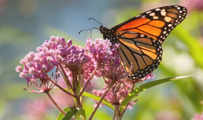 You Can Save the Monarch Butterfly by Planting Milkweed