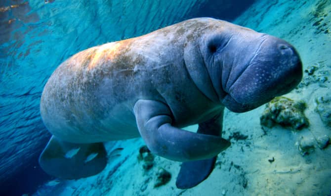 Drone Footage Brings Hope to Florida’s Manatees