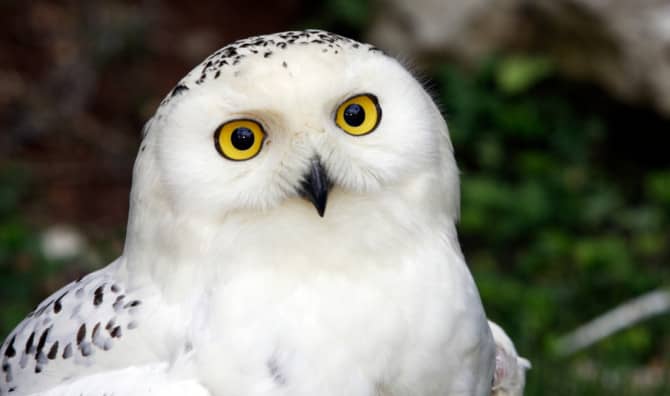 Snowy Owl Spotted in New York’s Central Park