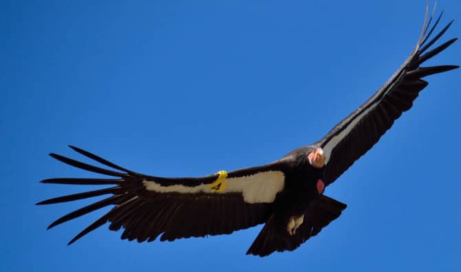 A Bounty of California Condor Eggs Sparks Hope for a Rare Bird