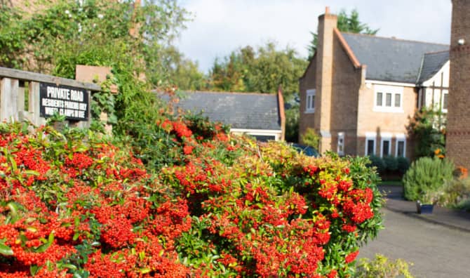 Researchers Find a Super Plant that Cleans Up Air