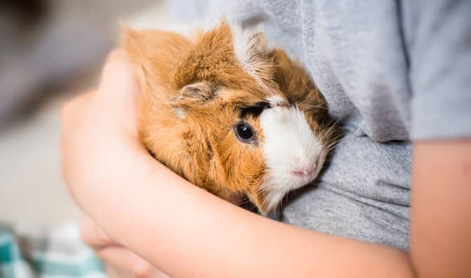 New Cancer Research Technique Could Replace Lab Animals