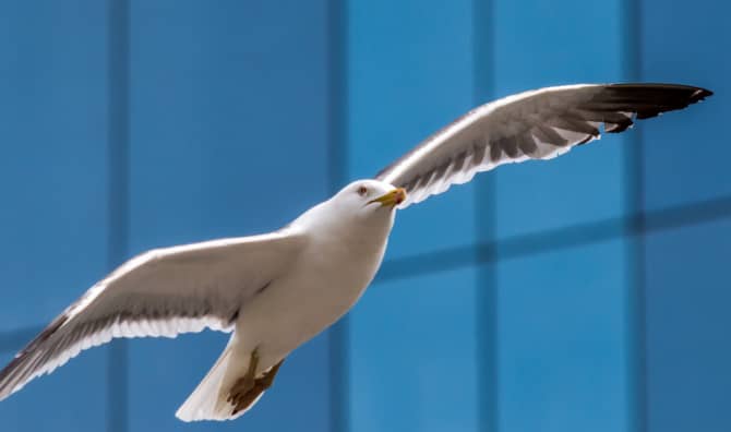 This Urban Planner is Encouraging Bird-Safe Cities