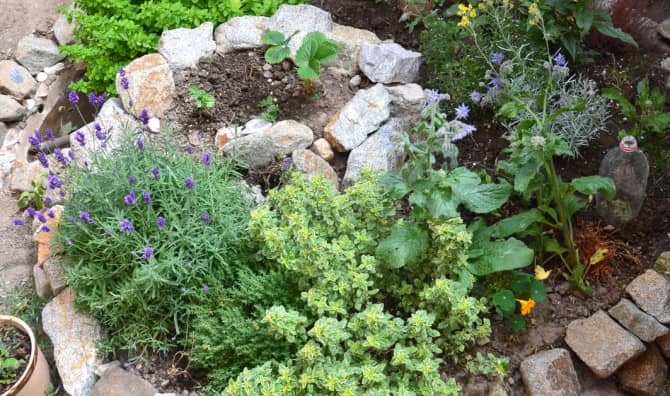 5 Steps to Create Backyard Permaculture