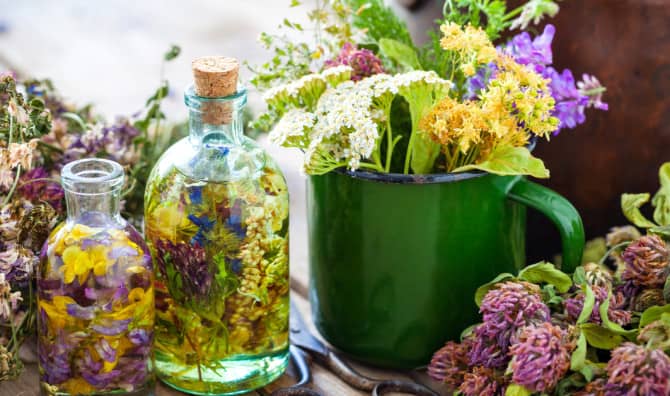 7 Medicinal Plants You Can Find in Your Backyard