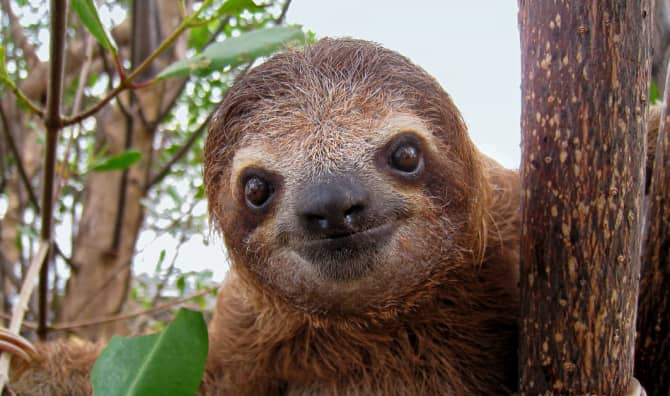 4 Life Lessons From Sloths: Nature’s Slowest Animals
