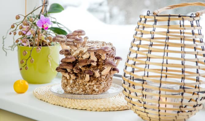 Mushrooms are Sweeping the World of Urban Farming