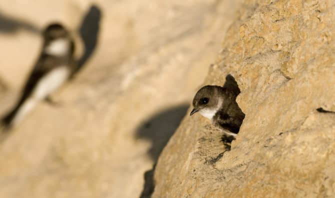 Meet the Giant Sandcastle Built for Britain’s Smallest Swallows