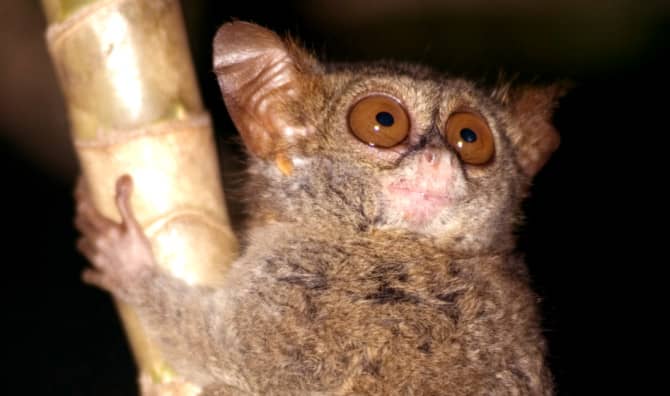 7 Comeback Animals Once Thought Extinct Celebrated for Earth Day