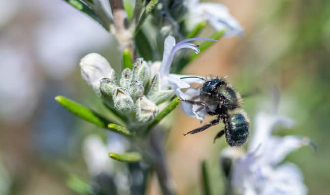 This Organization is Giving Away Homes for Bees