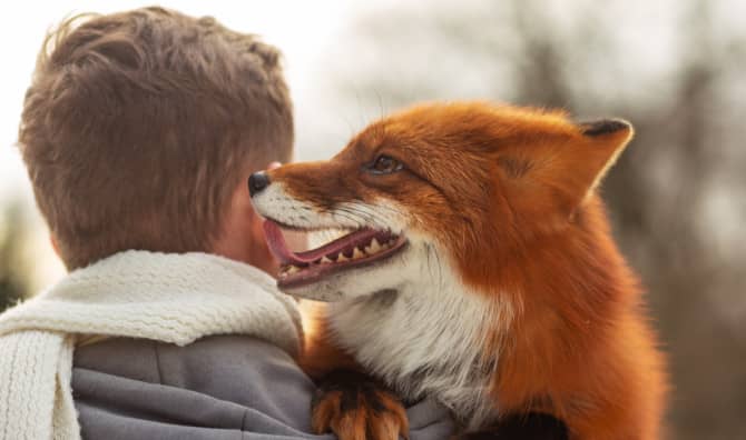 A Happy Tale of a Fox and a Hound