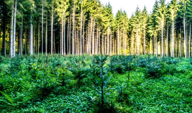 These Robot Foresters are Planting Trees for a Better World