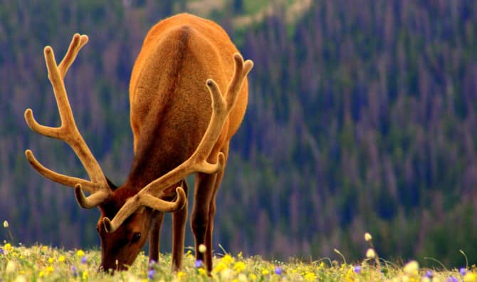 New Land Dedication Safeguards the Future for Utah’s Famous Elk