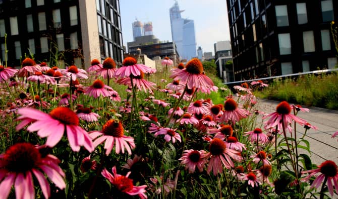New York City is Buzzing With Honey Bees!
