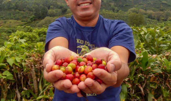 Forest Restoration Rates Soar When Caffeinated!