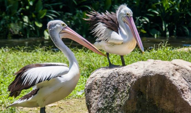 Meet the Australian Identical Twins Teaming up to Save Birds