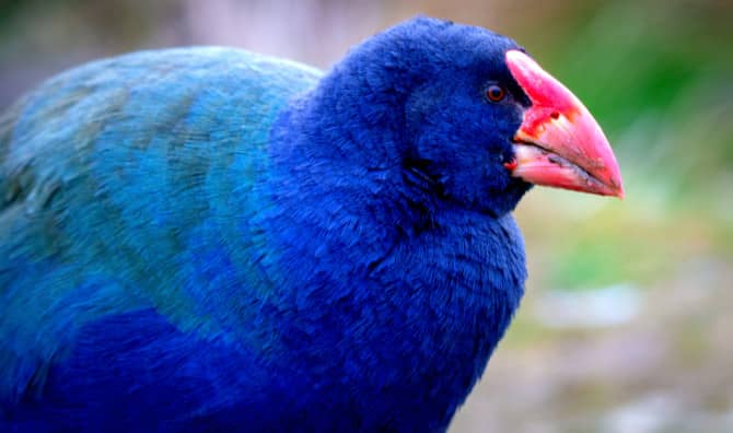 Test Your Knowledge of Animals Once Thought Extinct But Weren’t [Quiz]