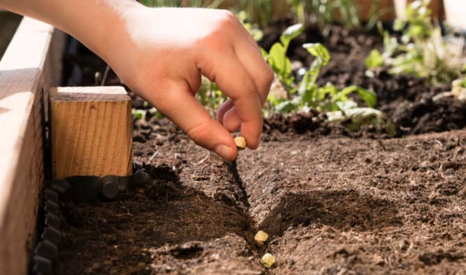 9 Healthy Foods to Plant Straight From Your Kitchen