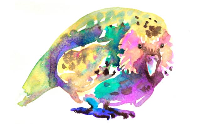 Bringing New Zealand’s Cute Kakapo Back From the Brink of Extinction