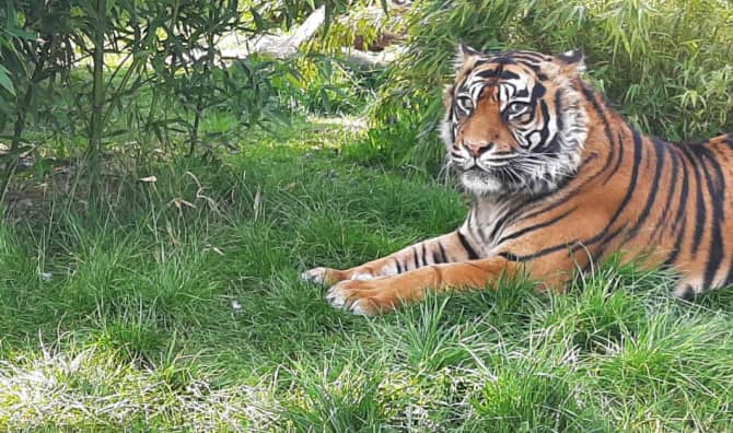 Vet Saves Tiger’s Eye in Pioneering Surgery