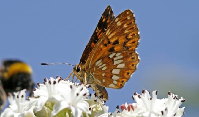 Meet the Once-Endangered Butterfly Species Making a Soaring Comeback