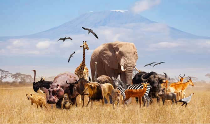 5 Best Wildlife Projects