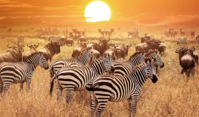 Kenya is Launching its First Wildlife Inventory