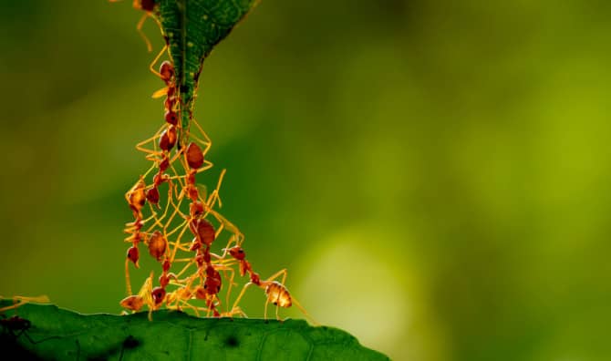 Relationship Advice From… Ants?