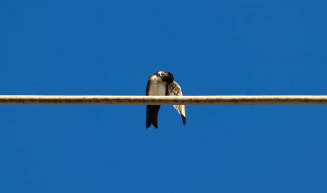 Helping New York City Birds