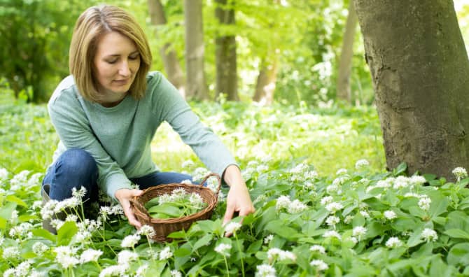 Taste Nature’s Delicious Flavors With Home-Delivered Foraged Food