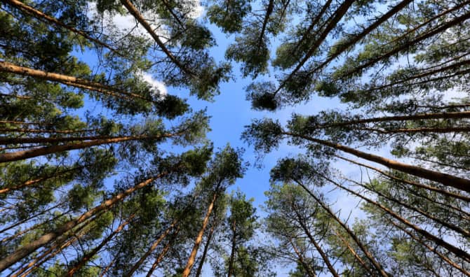 Taking Forests Into the Future