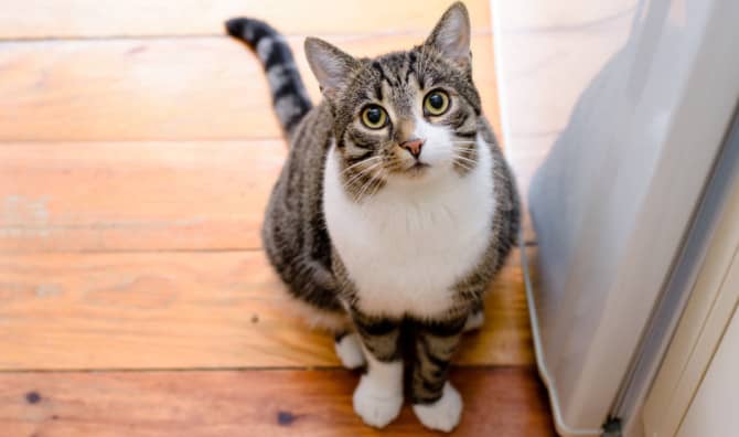 Jess the Stray Cat Offers Love and Healing