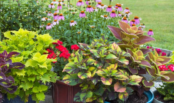 5 DIY Ways to Water Plants While Away