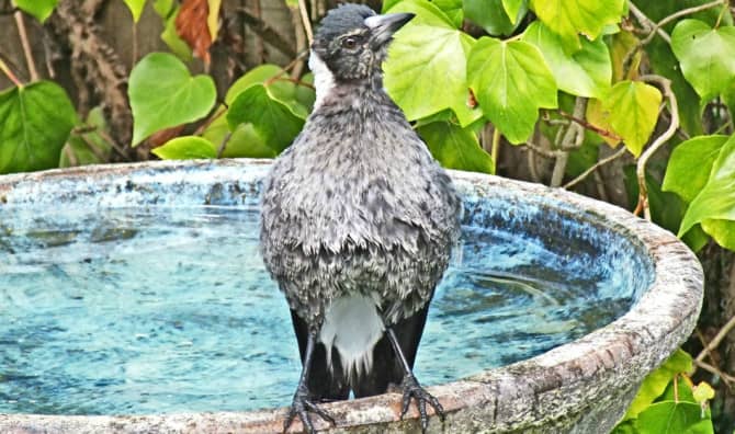 How a Magpie Named Penguin Helped This Family