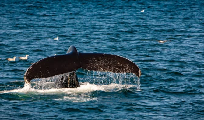 Majestic Right Whale Spotted Frolicking in the Ocean