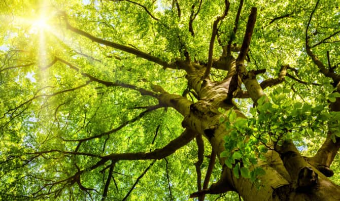 The Magical Music of Trees