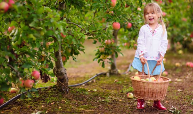7 Vegan Recipes for Apple-Picking Season